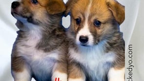 WickedYo's Gift for Corgi Lovers